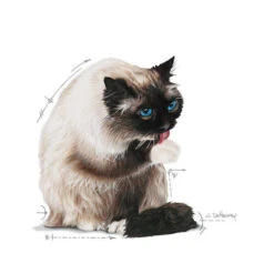 Royal Canin Hairball Care In Jelly - Kattenvoer 7 Royal Canin Hairball Care In Jelly - Kattenvoer -Beste Dierenartikelen Winkel royal canin hairball care in jelly kattenvoer 224004 0500 none