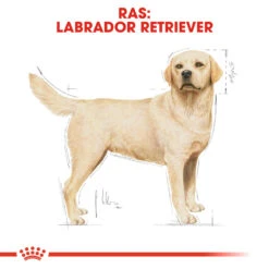 Royal Canin Labrador Retriever Adult - Hondenvoer 17 Royal Canin Labrador Retriever Adult - Hondenvoer -Beste Dierenartikelen Winkel royal canin labrador retriever adult hondenvoer 139357 1000 none