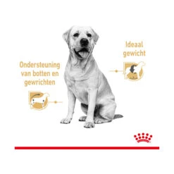 Royal Canin Labrador Retriever Adult Wet 11 Royal Canin Labrador Retriever Adult Wet -Beste Dierenartikelen Winkel royal canin labrador retriever adult wet 165781 2000 none