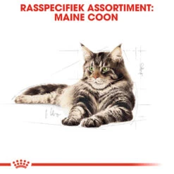 Royal Canin Maine Coon Adult Wet - Kattenvoer 13 Royal Canin Maine Coon Adult Wet - Kattenvoer -Beste Dierenartikelen Winkel royal canin maine coon adult wet kattenvoer 126020 1000 none