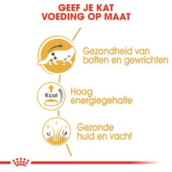 Royal Canin Maine Coon Adult Wet - Kattenvoer 11 Royal Canin Maine Coon Adult Wet - Kattenvoer -Beste Dierenartikelen Winkel royal canin maine coon adult wet kattenvoer 126032 1000 none