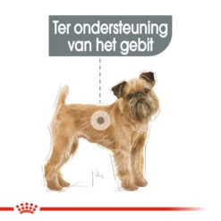 Royal Canin Mini Dental Care - Hondenvoer -Beste Dierenartikelen Winkel royal canin mini dental care hondenvoer 130991 1000 none