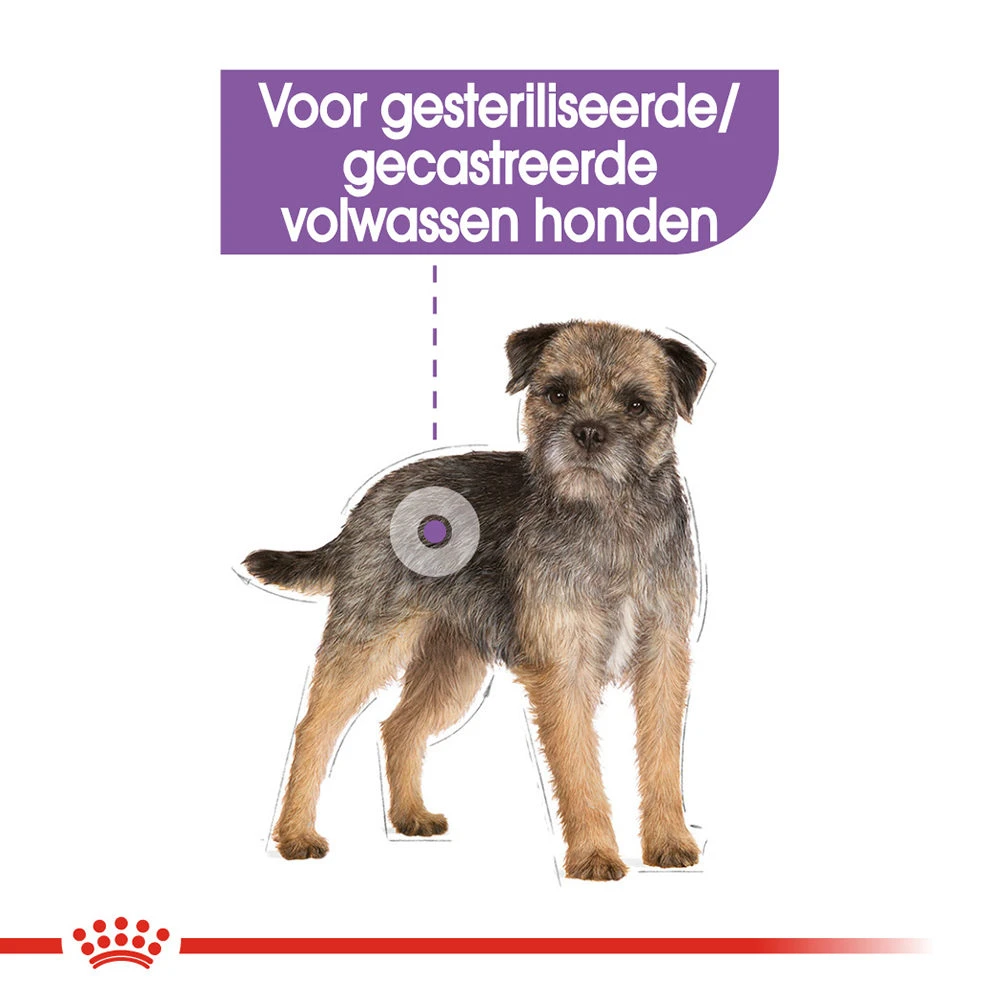 Royal Canin Mini Sterilised - Hondenvoer 6 Royal Canin Mini Sterilised - Hondenvoer - Afbeelding 6