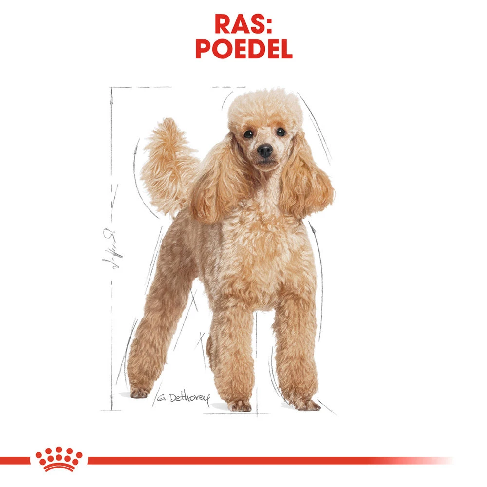 Royal Canin Poodle Adult - Hondenvoer 6 Royal Canin Poodle Adult - Hondenvoer - Afbeelding 6