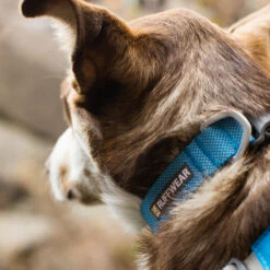 Ruffwear Hi & Light Collar -Beste Dierenartikelen Winkel ruffwear hi light collar 194261 1000 none