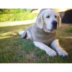 Siccaro WetDog SupremePro 2.0 -Beste Dierenartikelen Winkel siccaro wetdog supremepro 20 216998 2000 none