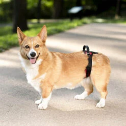 PetSafe Carelift - Draagsysteem Voor De Hond -Beste Dierenartikelen Winkel solvit carelift draagsysteem voor de hond 163711 0500 none