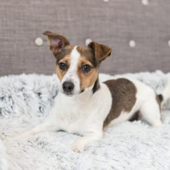 Trixie Bekleding-Beschermdeken Harvey 9 Trixie Bekleding-Beschermdeken Harvey -Beste Dierenartikelen Winkel trixie bekleding beschermdeken harvey 206315 2000 none